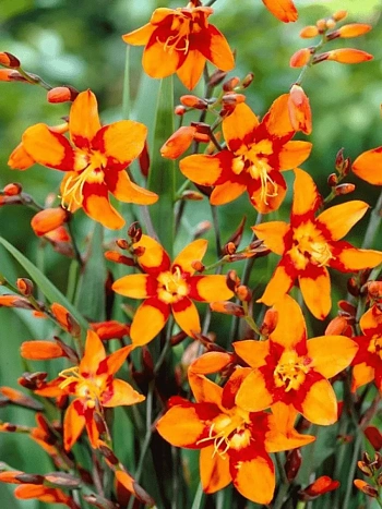 Крокосмия Emily McKenzie