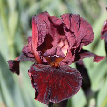 Ирис бородатый Монинг Шоу Ирис бородатый Монинг Шоу