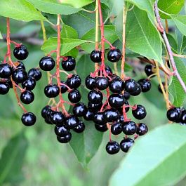 Черемуха кистевая (обыкновенная) Мавра