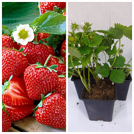 Земляника садовая Сальса НАБОР 3ШТ