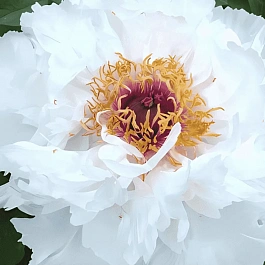 Пион древовидный Fragrant Jade