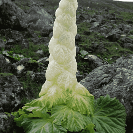 Ревень Александра