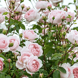 Роза Английская кустовая Wildeve