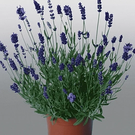 Лаванда Violet Blue