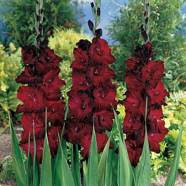 Гладиолус крупноцветковый Блэк Джек