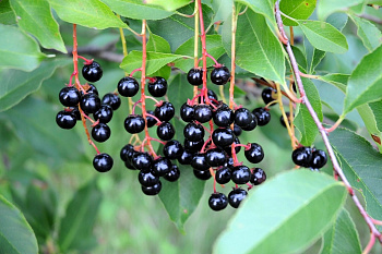 Черемуха кистевая (обыкновенная) Мавра