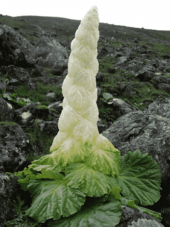 Ревень Александра