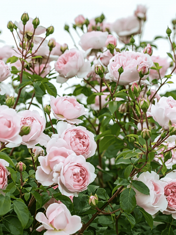 Роза Английская кустовая Wildeve