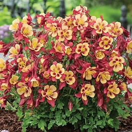 Аквилегия обыкновенная Early Bird Red Yellow