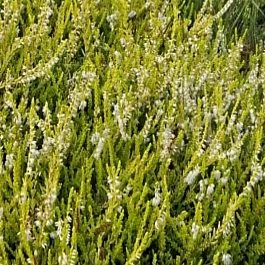 Вереск обыкновенный Westerlee Gold