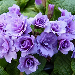 Примула обыкновенная Пепл Сторм Примула обыкновенная Пепл Сторм