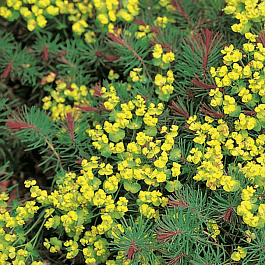 Молочай кипарисовый Clarice Howard