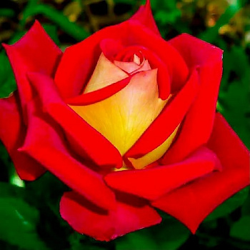 Роза чайно-гибридная Люстиге