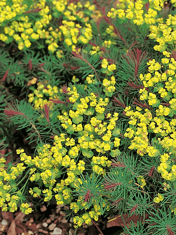 Молочай кипарисовый Clarice Howard