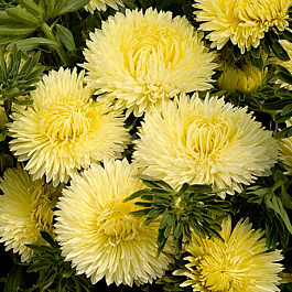 Астра Бенари Принцесс Еллоу