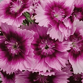 Гвоздика голландская Purple Picotee