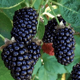 Ежемалина гибридная Бойсенберри