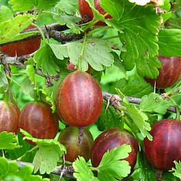 Крыжовник Машека