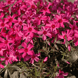 Флокс шиловидный Atropurpurea