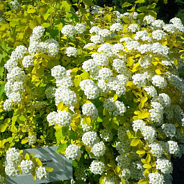 Спирея Вангутта Голд Фонтэйн
