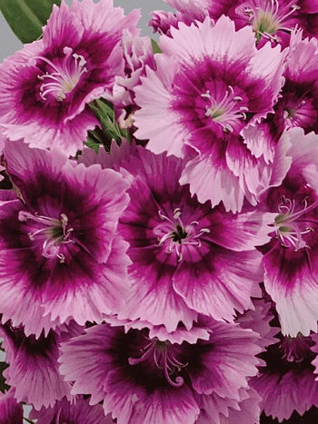 Гвоздика голландская Purple Picotee