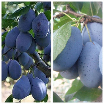 Дерево-сад (2-3х летка) слива 2 сорта Венгерка Корнеевская-Стенлей