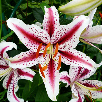 Лилия восточная Диззи НАБОР 2ШТ (2+2)