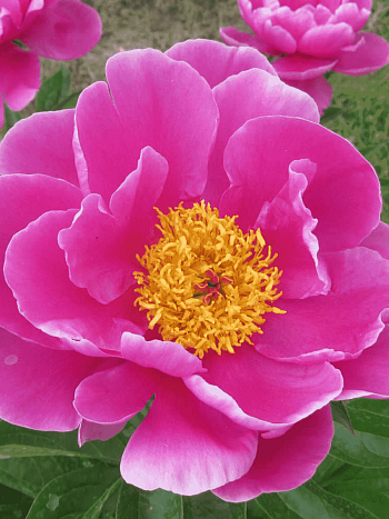 Пион Молочноцветковый L Eclatante