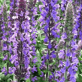 Шалфей дубравный Dwarf Blue Queen