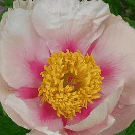 Пион Молочноцветковый Athena