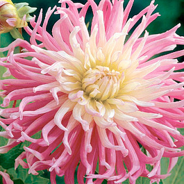 Георгина Кактусовая Старз Фейворит