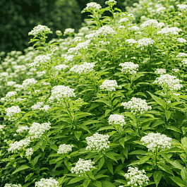Спирея японская Albiflora