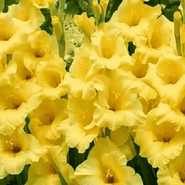 Гладиолус Nova Lux