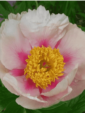 Пион Молочноцветковый Athena