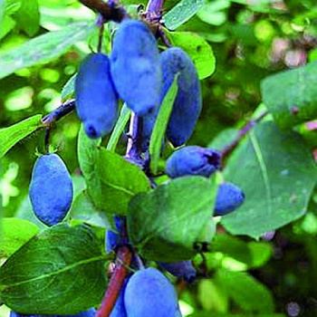 Жимолость съедобная Синеглазка