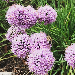 Лук стареющий Саммер Бьюти