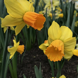 Нарцисс цикламеновый Джетфайр