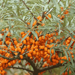 Облепиха Крушиновидная