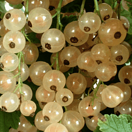 Смородина красная Белая сладость