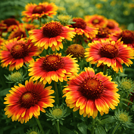 Гайлардия Мesa Bright Color