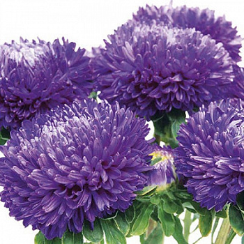 Астра Бьютифул Дэй Дарк Блю