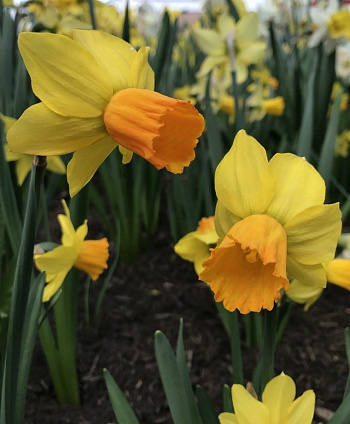 Нарцисс цикламеновый Джетфайр