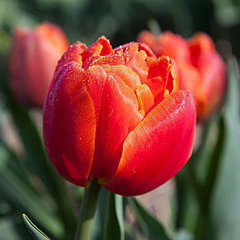 Тюльпан махровый поздний Айкон НАБОР 2ШТ (10+10)