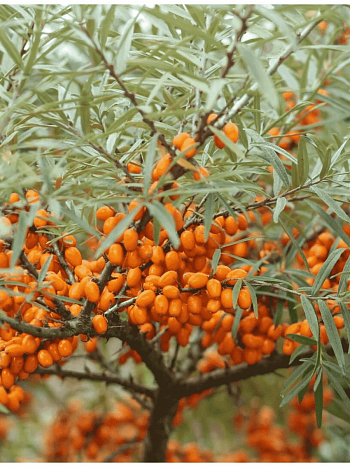 Облепиха Крушиновидная