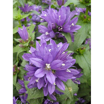 Колокольчик скученный Бельфлёр Блю