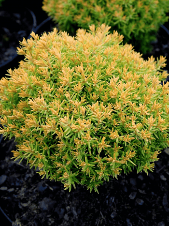 Туя западная Anniek