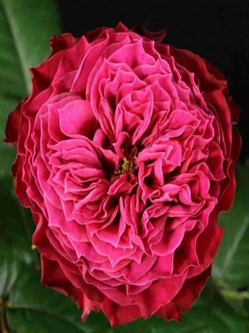 Роза чайно-гибридная Vuvuzela Magic