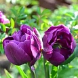 Тюльпан Purple Peony