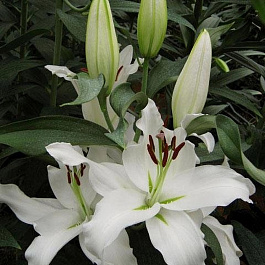 Лилия восточная Мазерс Чойс