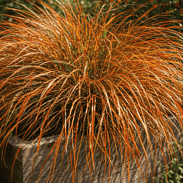 Осока кирпичная Prairie Fire